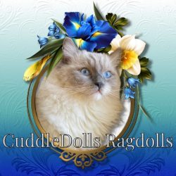 CuddleDolls Ragdolls of Moreno Valley CA